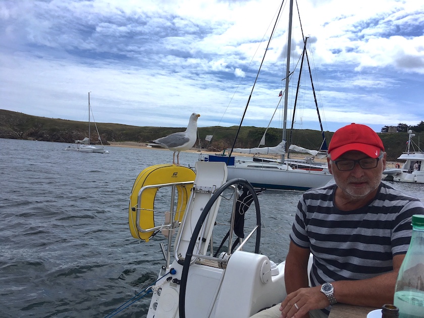 Mouette posée sur un bateau aux abords de l'île d'Houat