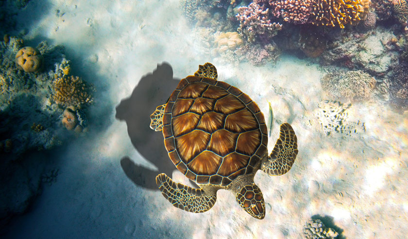 Une tortue verte à Anguilla