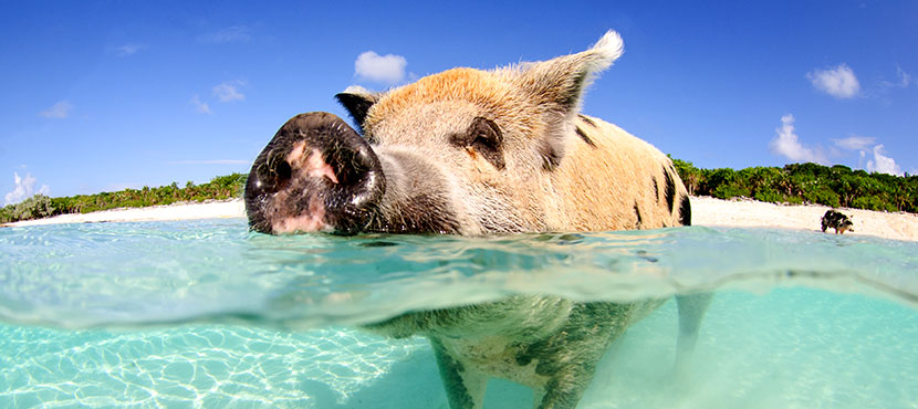 Cochons sauvages aux Bahamas