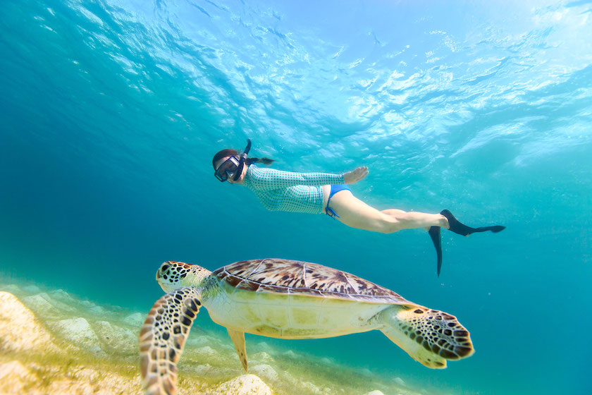 snorkeling avec des tortues au parc marin de sainte anne