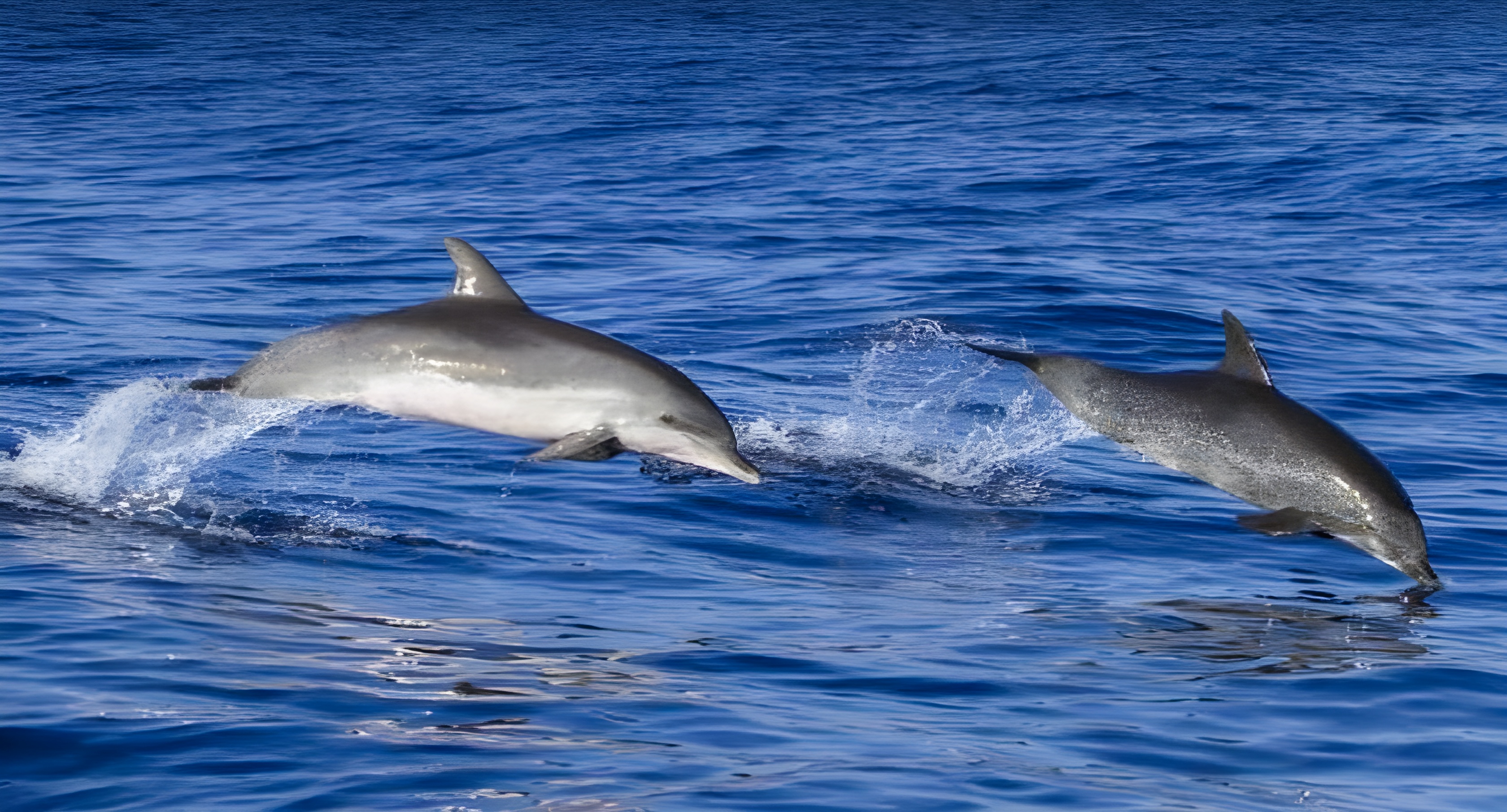 Incontro con i delfini